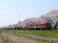 船岡の桜とEH500貨物列車