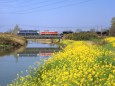 菜の花と宇都宮工臨