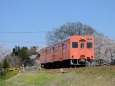 桜と関東鉄道キハ101