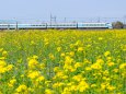 菜の花と東武特急スペーシア