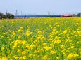 菜の花畑を行くEF65 1118+24系
