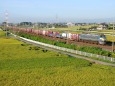 色づいた稲とEF66 27貨物列車