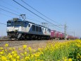 菜の花とEF64 1005貨物列車