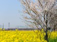 桜と菜の花とスペーシア