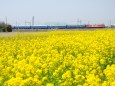 菜の花とEF81 95黒磯訓練