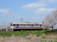 桜と関東鉄道