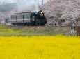 春の真岡鐵道SL