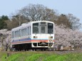 桜咲く春の関東鉄道