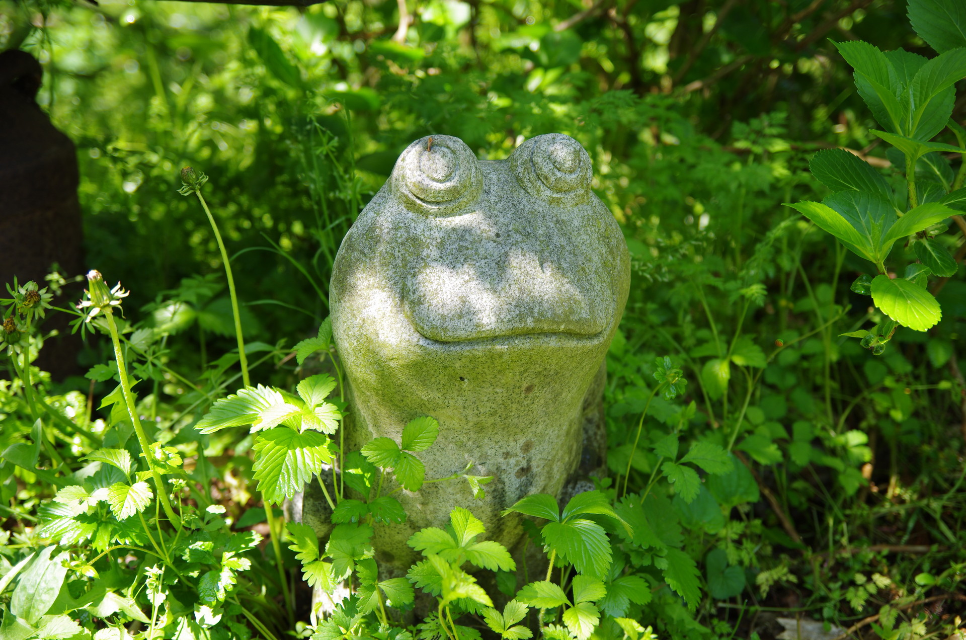 その他 森のカエル 壁紙19x1272 壁紙館