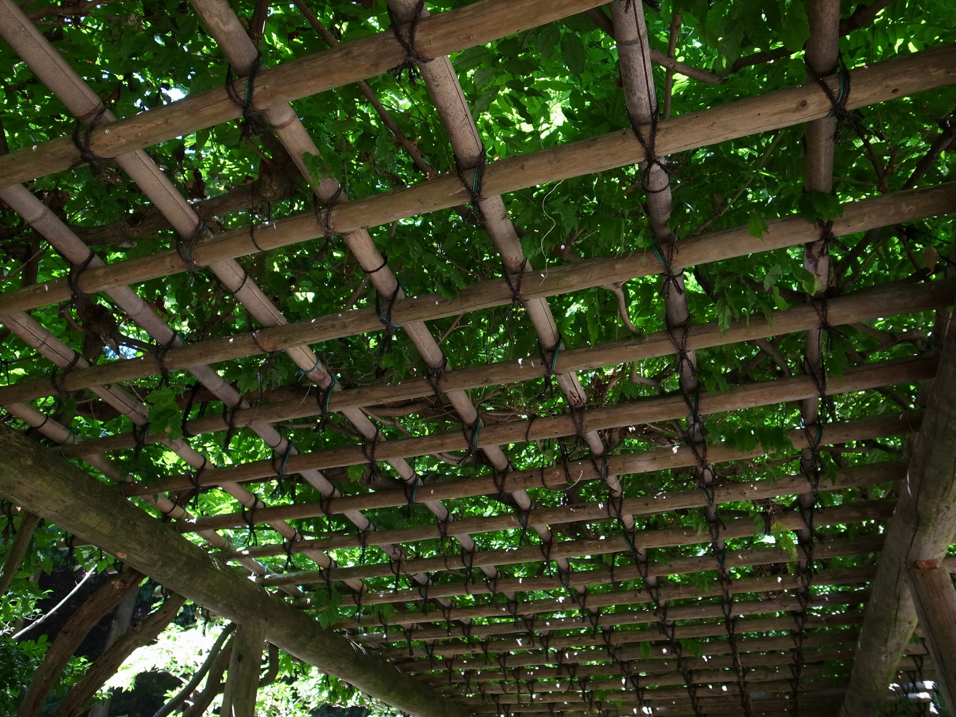 その他 緑の天井 壁紙19x1440 壁紙館
