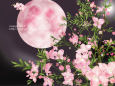 桜色の月 Boronia pinnate