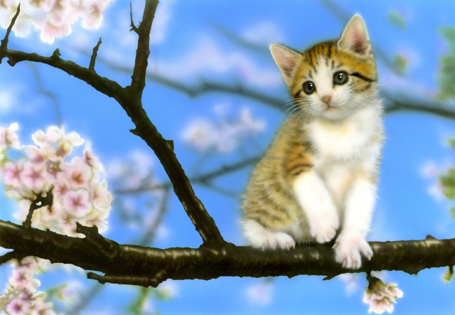 sakura (桜/さくら/サクラ)