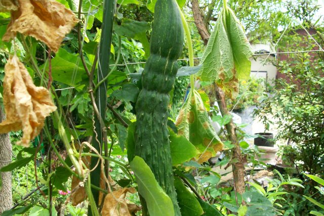 きゅうり栽培す