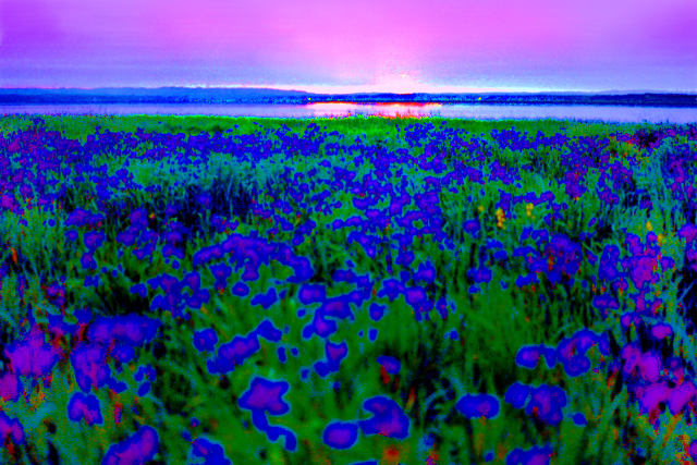 濤沸湖～ノハナショウブの群落