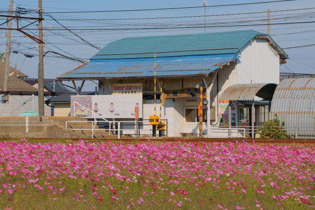 えちぜん鉄道大関駅とコスモス畑