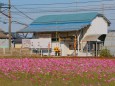 えちぜん鉄道大関駅とコスモス畑