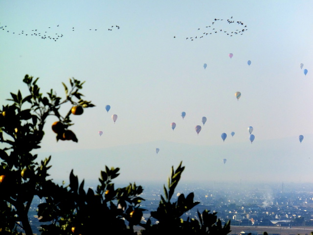 空に浮かぶ熱気球と渡り鳥の飛行