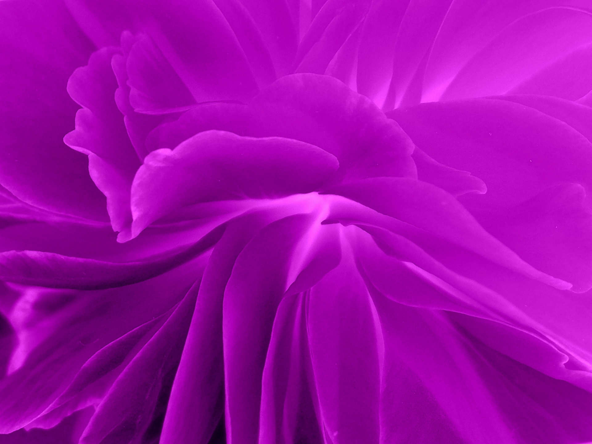 その他 紫の花芯 壁紙19x1440 壁紙館