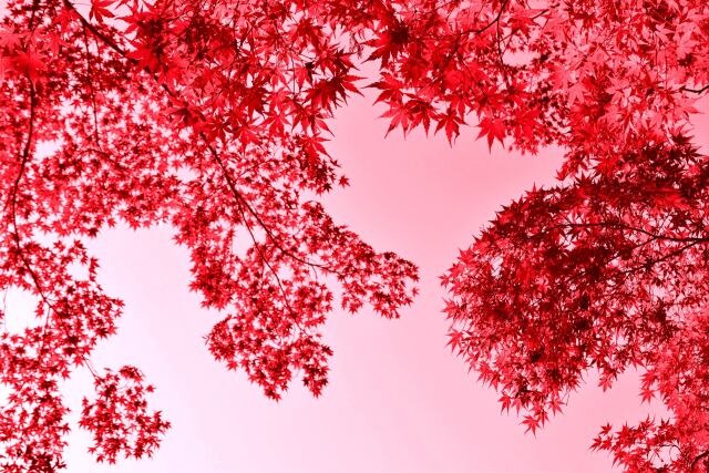 井之頭公園のもみじ