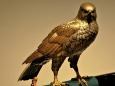 彫金の鷹
