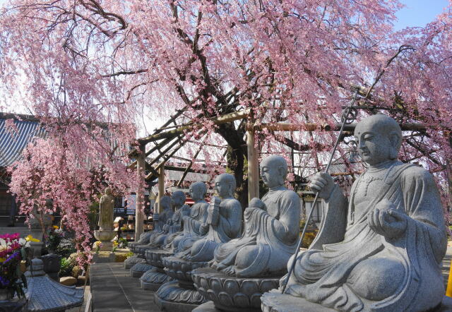 枝垂桜と六地蔵