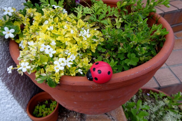 テントウムシの散歩？