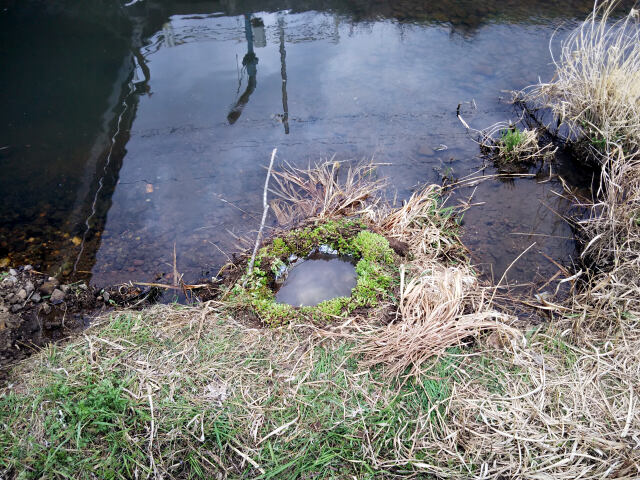 カワセミの餌場