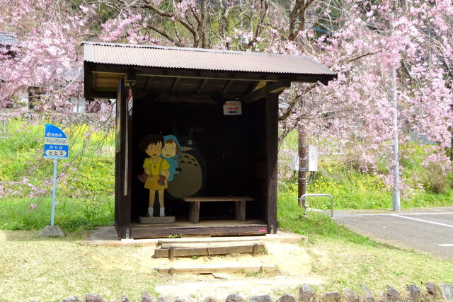 桜咲くとろろのバス停