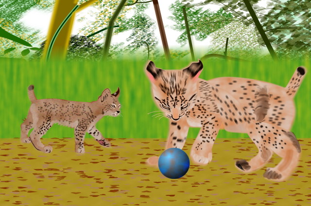 スペインオオヤマネコの子供達