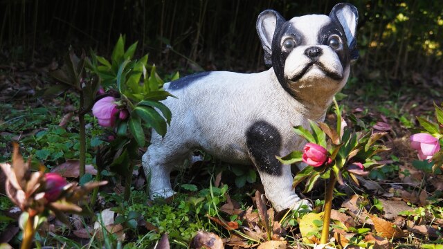 クリスマスローズと犬