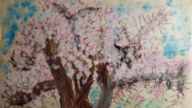 満開の桜 2年生