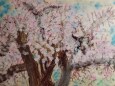 満開の桜 2年生