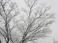 木に降る積もる雪