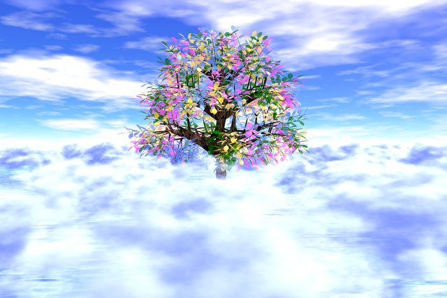 雲上の樹木