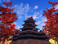 松本城と楓