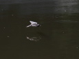 飛びながら池の水を飲むツバメ 2