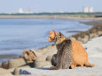 海辺の猫11-5