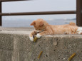 海辺の猫11-11