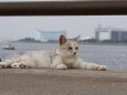 海辺の猫11-17