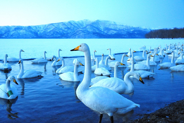春を待つ北のオオハクチョウ。