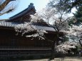 寛永寺の桜