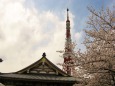 増上寺の桜と東京タワー