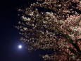 満月と桜4