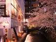 高瀬川夜桜1