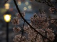 街の灯りと桜