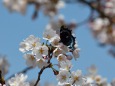 桜の蜜は美味しいかい?^^