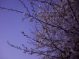 星空と桜3