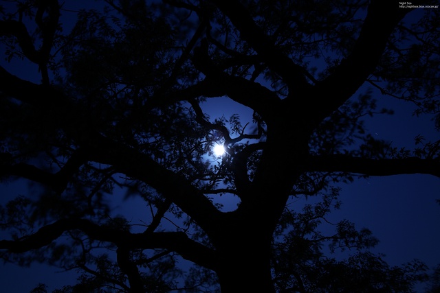 木の向こう側の満月