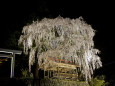 浅井神明神社の枝垂れ桜