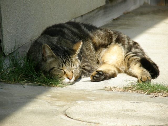 うたた寝中・・
